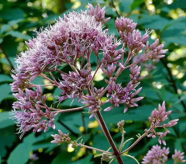 Фото Eutrochium fistulosum - Flower head:James Gaither
