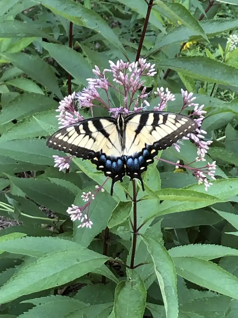 Фото Eutrochium fistulosum - Flower and Butterfly (Crowder County Park, NC):Cathy Dewitt
