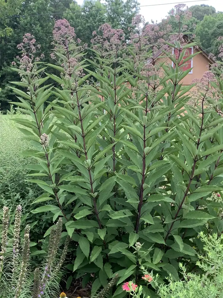 Foto de Eutrochium maculatum 'Gateway' (Eutrochium maculatum 'Gateway's)
