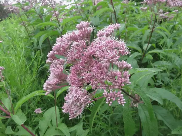 Фото Eutrochium maculatum (Eutrochium maculatums)