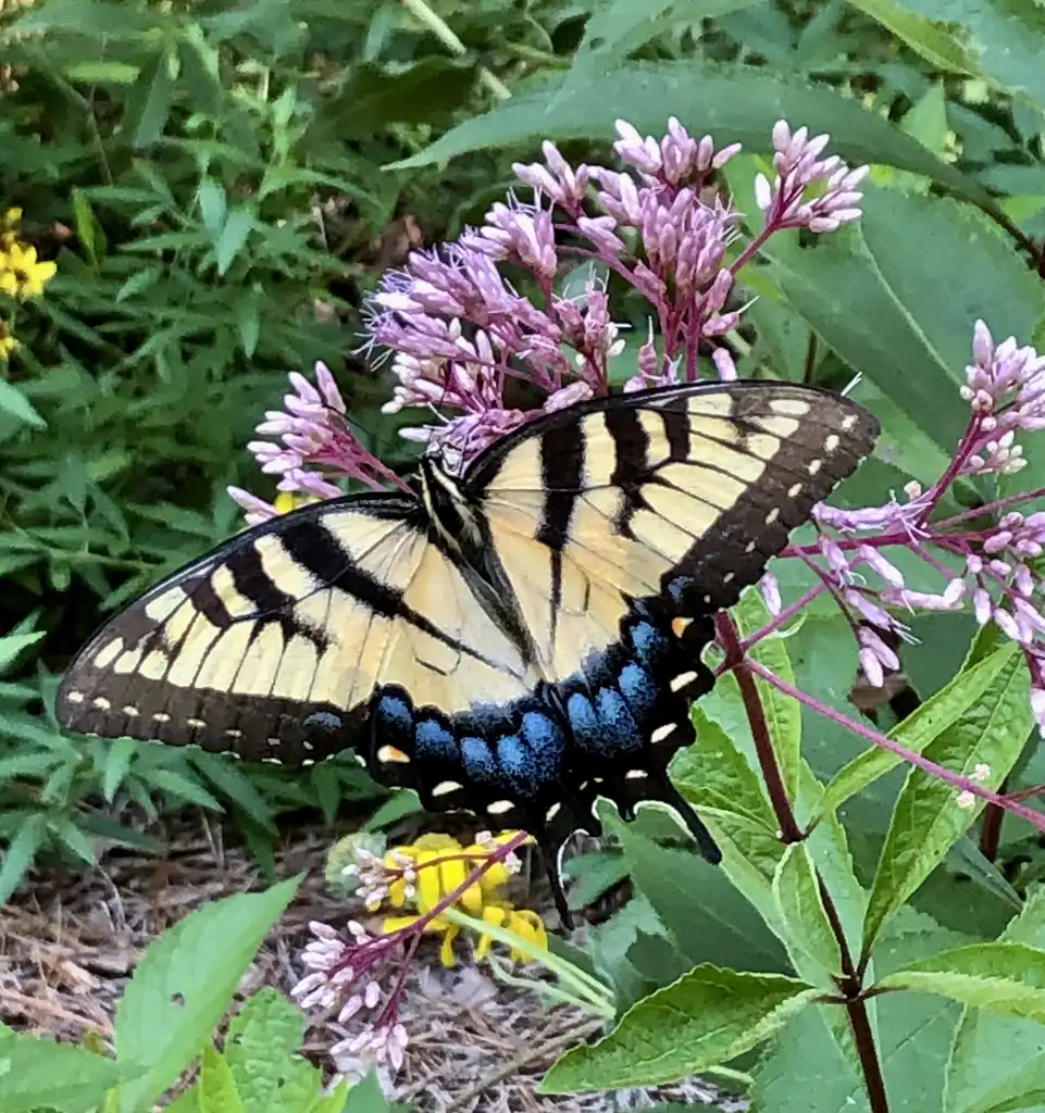 Фото Eutrochium maculatum - Butterfly on Flower (Crowder Park, NC)-Late Summer:Cathy Dewitt