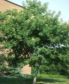 Photo of Evodia daniellii (Evodia danielliis)