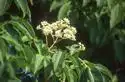 Photo of Evodia daniellii (Evodia danielliis)