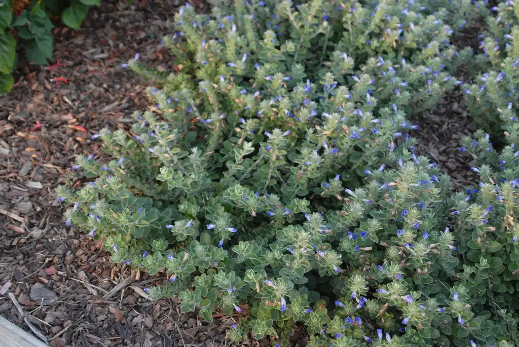 Photo of Evolvulus 'Blue My Mind' (Evolvulus 'Blue My Mind's)