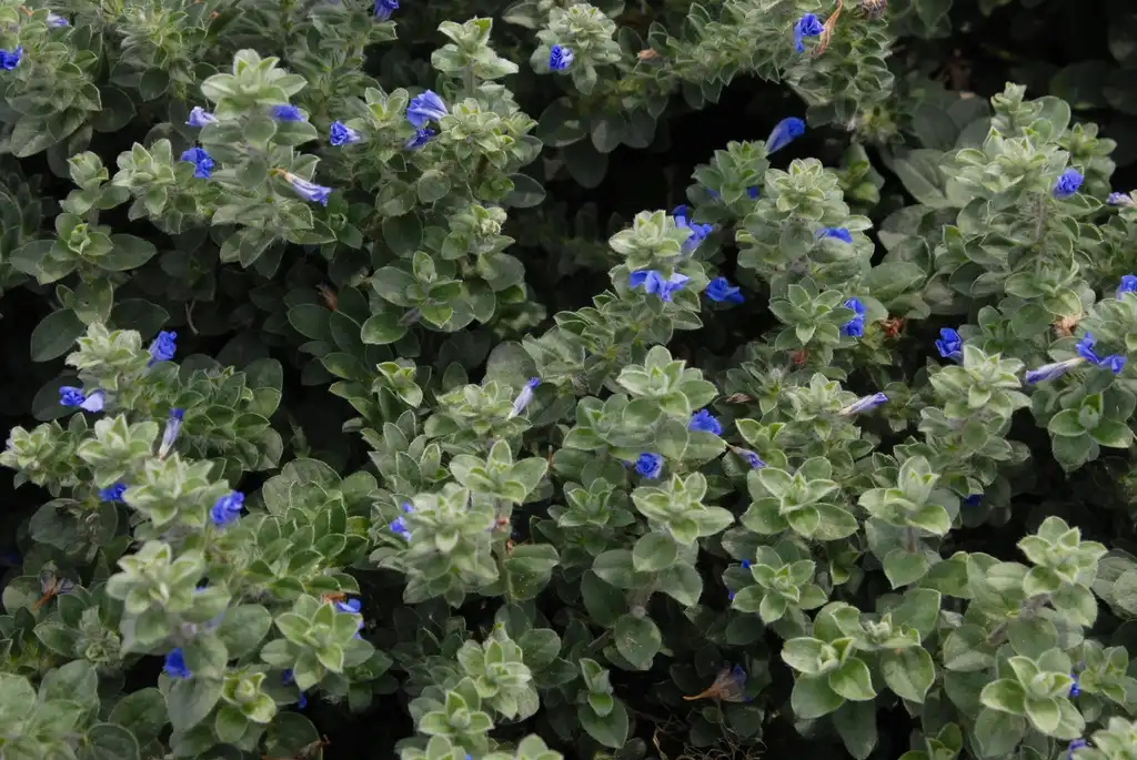 Photo of Evolvulus 'Blue My Mind' (Evolvulus 'Blue My Mind's)