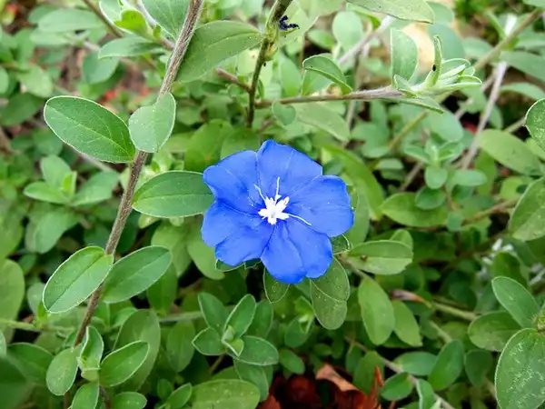 Фото Evolvulus glomeratus (Evolvulus glomeratuss)
