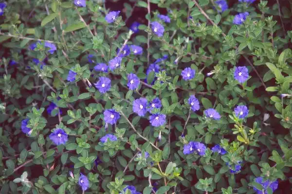 Фото Evolvulus glomeratus - :J.C. Raulston Arboretum