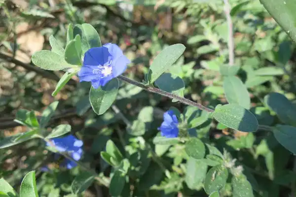Фото Evolvulus glomeratus - :J.C. Raulston Arboretum