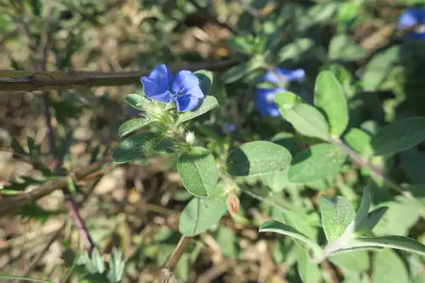 Фото Evolvulus glomeratus - :J.C. Raulston Arboretum
