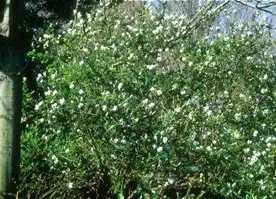 Photo of Exochorda giraldii (Exochorda giraldiis)