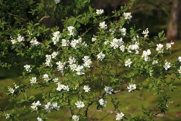Foto de Exochorda racemosa (Exochorda racemosas)