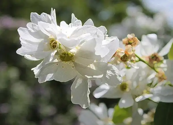 Foto de Exochorda racemosa (Exochorda racemosas)