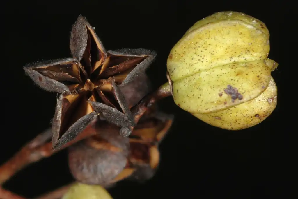 Foto de Exochorda racemosa - Fruit capsule (Moore County, NC)-Early Fall:Douglas Goldman, USDA