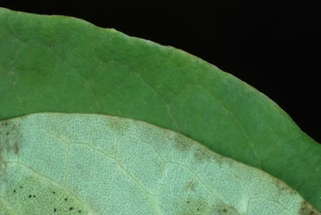 Foto de Exochorda racemosa - Front and back of leaf (Moore County, NC)-Early Fall:Douglas Goldman, USDA