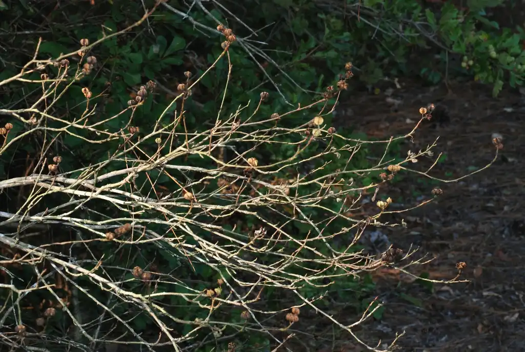 Foto de Exochorda racemosa - Branch with fruit (Moore County, NC)-Early Fall:Douglas Goldman, USDA