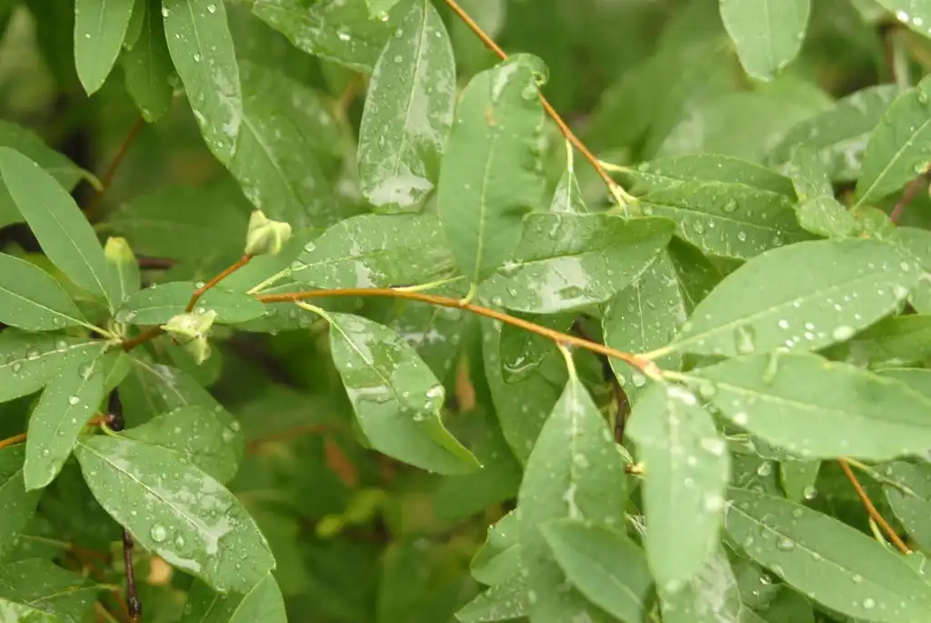 Foto de Exochorda racemosa - Fruit and Leaves:Jim Robbins