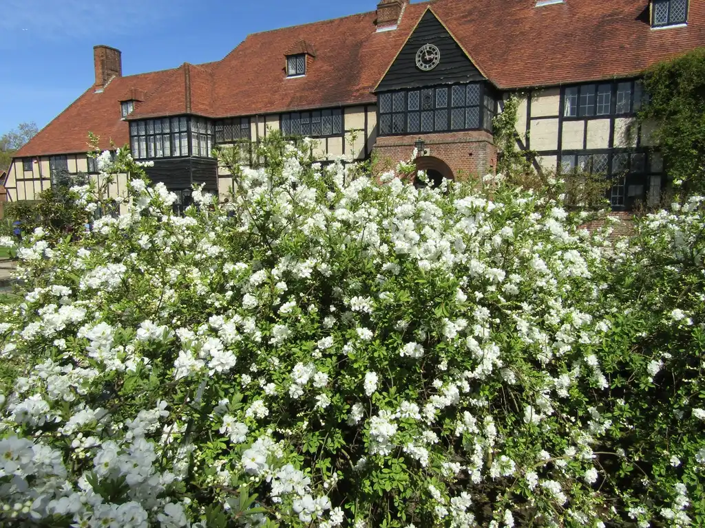 Photo of Exochorda x macrantha 'The Bride' (Exochorda x macrantha 'The Bride's)