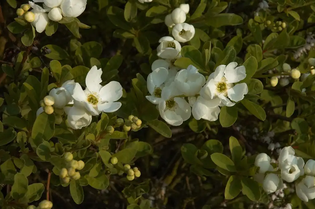 Photo of Exochorda x macrantha 'The Bride' (Exochorda x macrantha 'The Bride's)