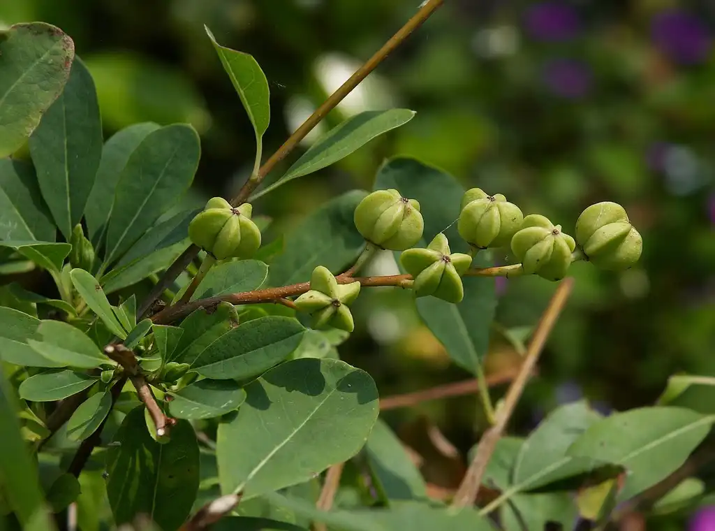 Photo of Exochorda x macrantha 'The Bride' - Leaves, stem and fruit:Wouter Hagens