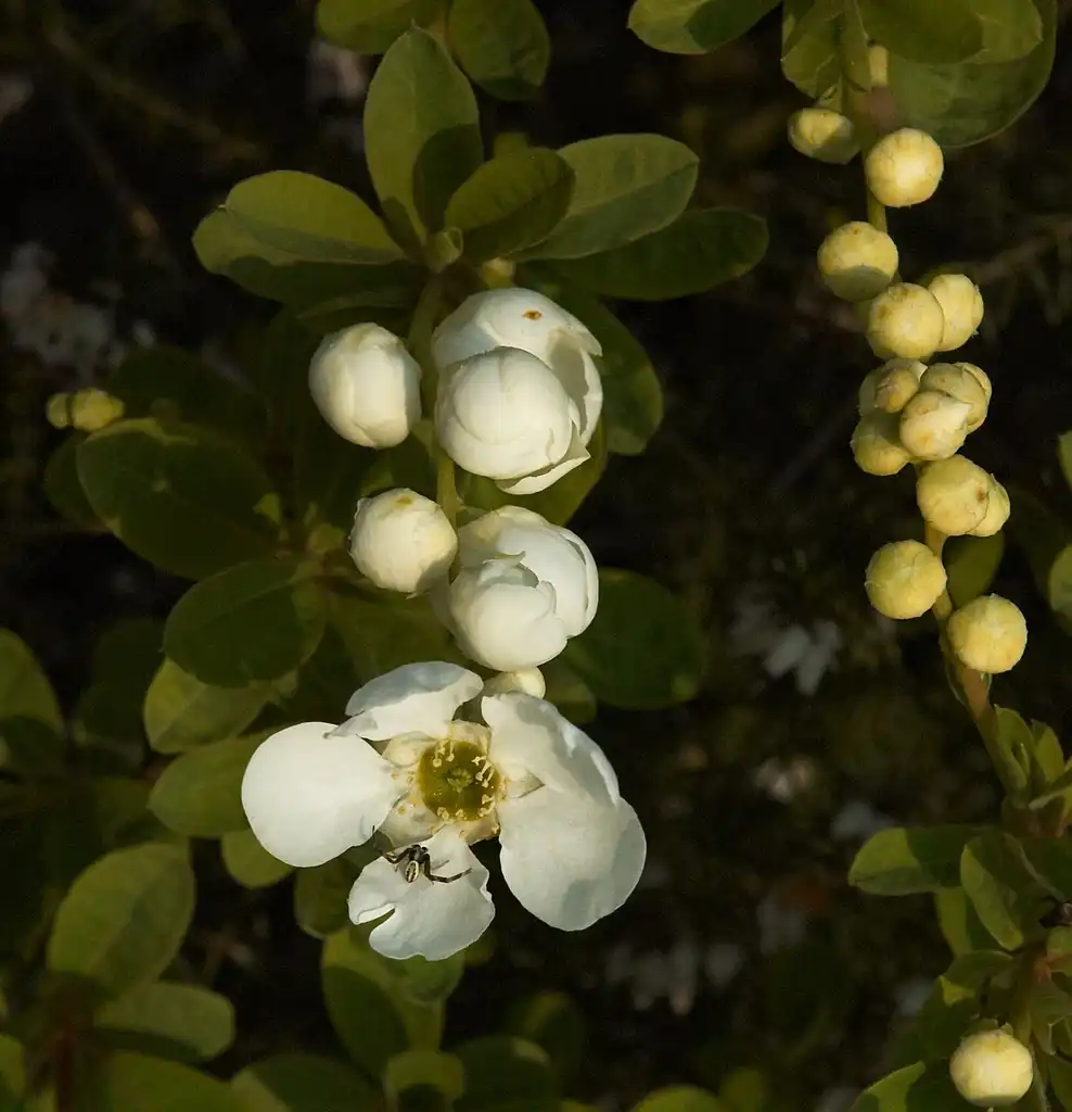 Photo of Exochorda x macrantha 'The Bride' - Flower and buds:Wouter Hagens