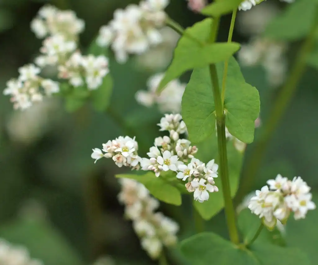 Photo of Fagopyrum esculentum (Fagopyrum esculentums)