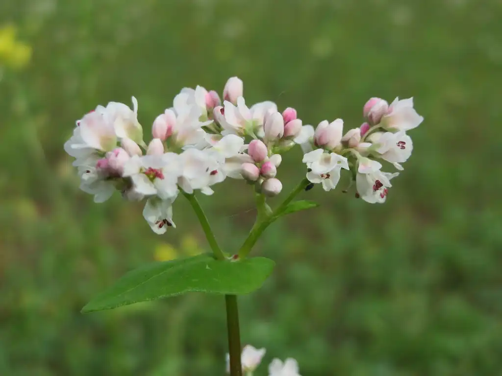 Photo of Fagopyrum esculentum (Fagopyrum esculentums)