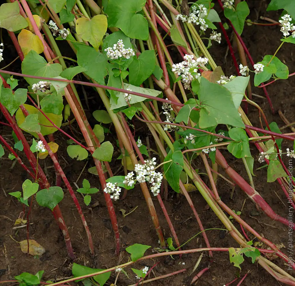 Photo of Fagopyrum esculentum - Fagopyrum esculentum-Stems:Babij