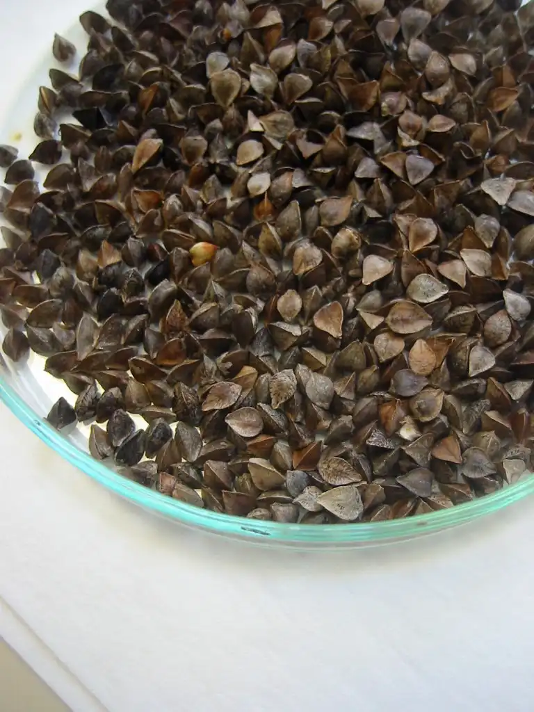 Photo of Fagopyrum esculentum - Fagopyrum esculentum- Seeds:Dag Terje Filip Endresen