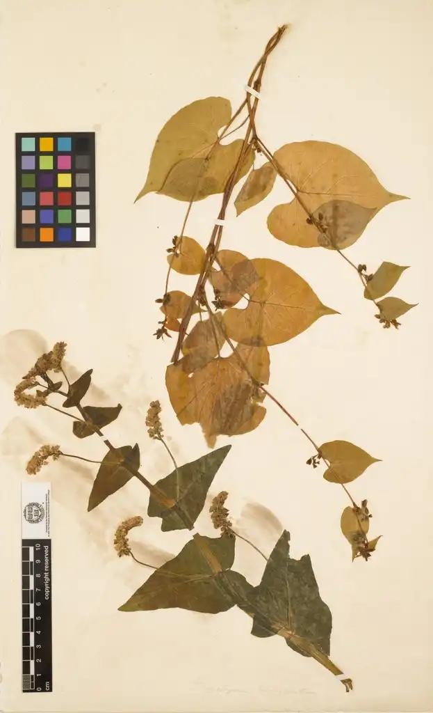 Photo of Fagopyrum esculentum - Fagopyrum esculentum-Herbarium Sheet:Harvard University Herbarium