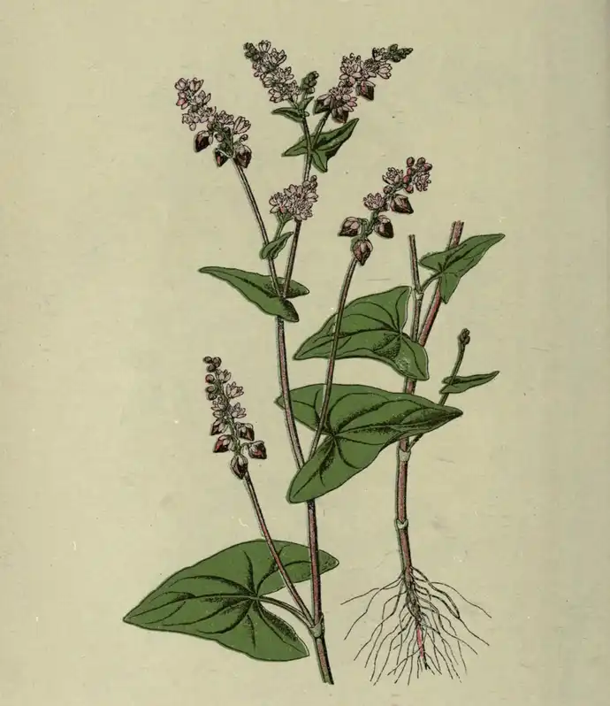 Photo of Fagopyrum esculentum - Fagopyrum esculentum-Botanical Illustration:Biodiversity Heritage Library