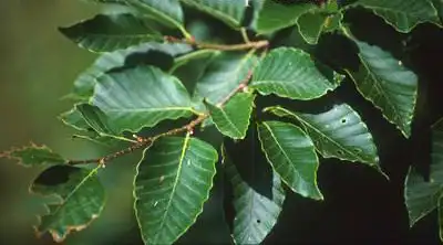 Photo of Fagus crenata (Fagus crenatas)