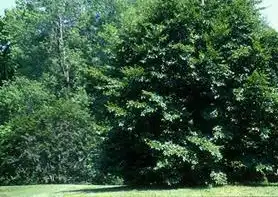 Photo of Fagus crenata (Fagus crenatas)