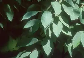Photo of Fagus engleriana (Fagus englerianas)