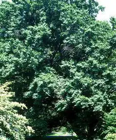 Photo of Fagus engleriana (Fagus englerianas)