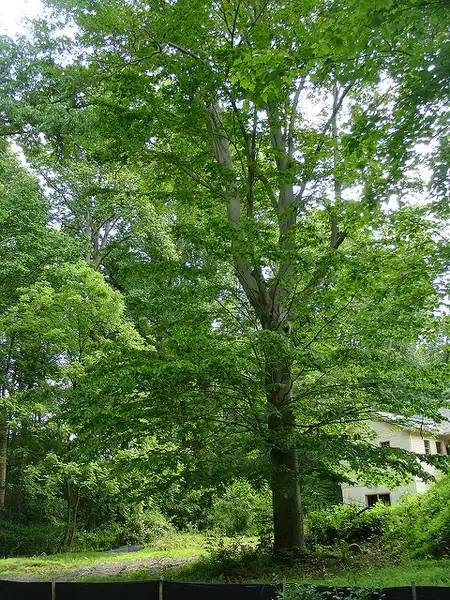 Фото Fagus grandifolia (Fagus grandifolias)