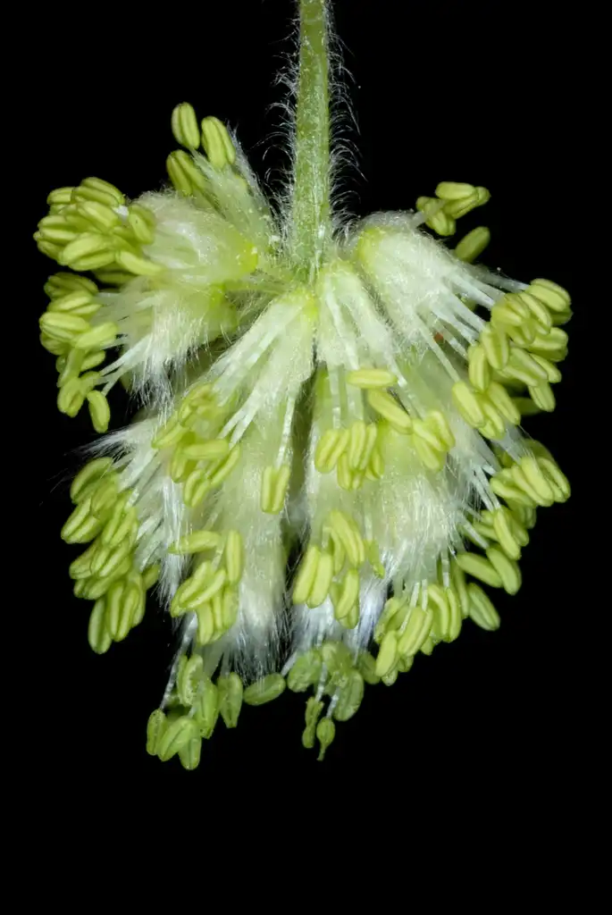 Фото Fagus grandifolia (Fagus grandifolias)