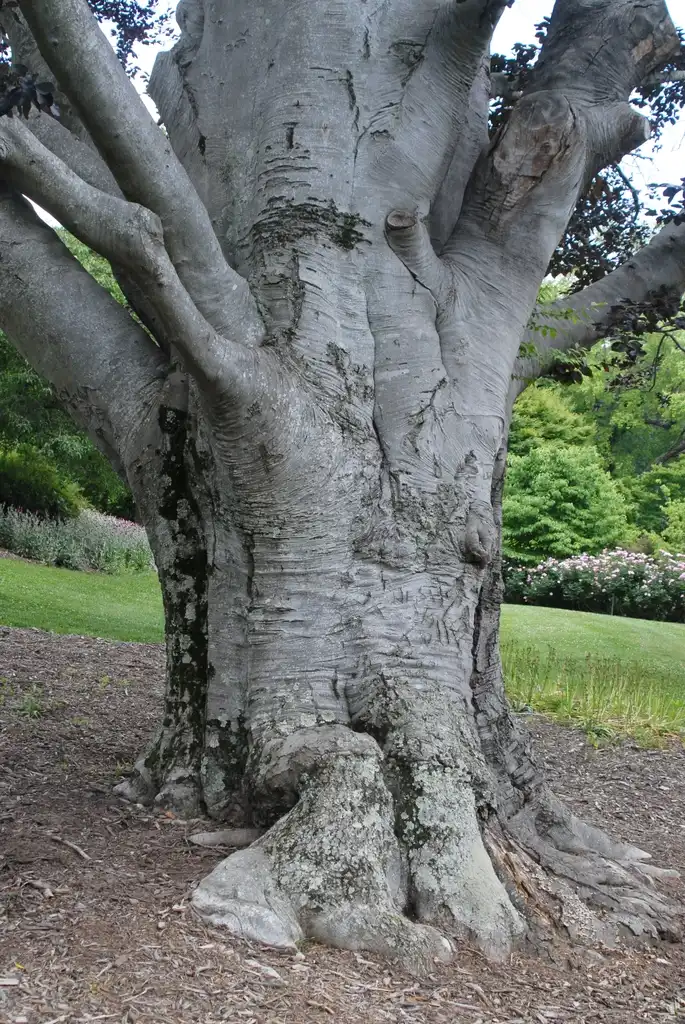 Фото Fagus grandifolia - Bark (Biltmore, NC):Jim Robbins