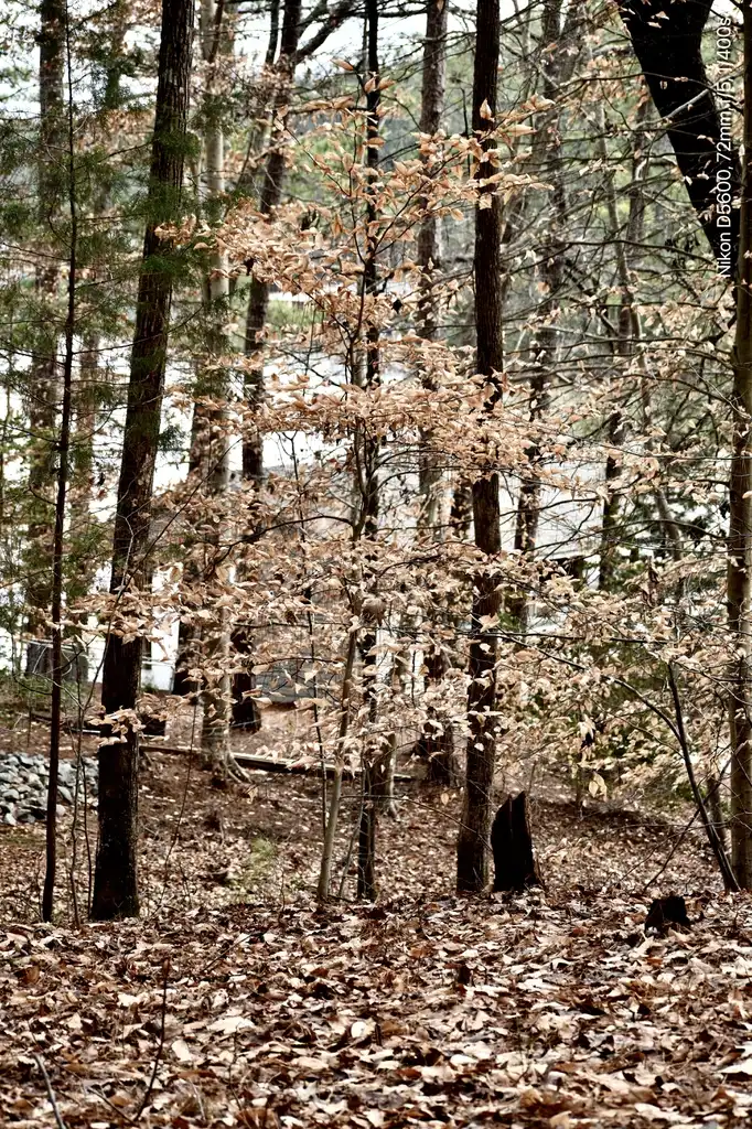 Фото Fagus grandifolia - Form (Wake County,NC)-Mid Winter:Cathy Dewitt