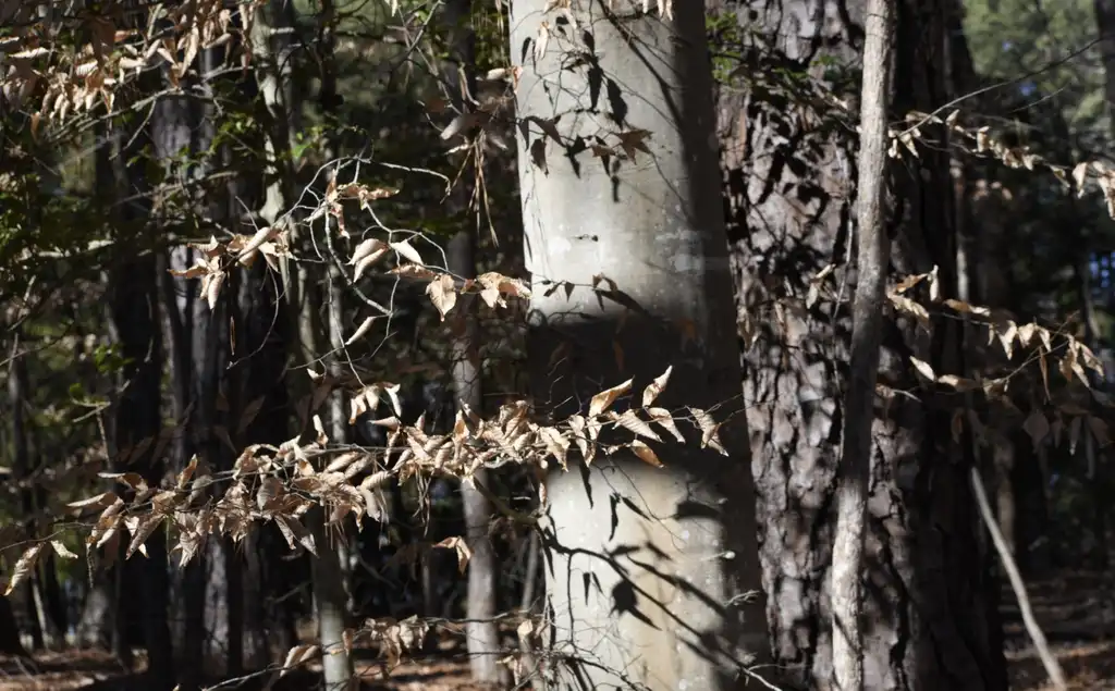 Фото Fagus grandifolia - Leaves (Wake County,NC)-Mid Winter:Cathy Dewitt