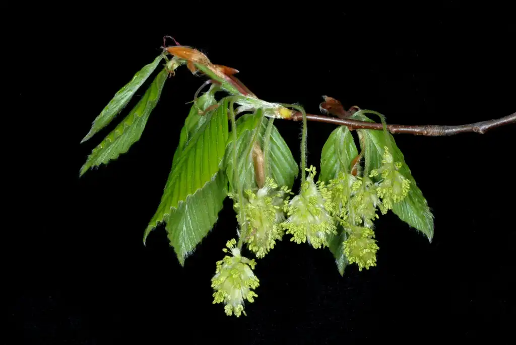 Фото Fagus grandifolia - Male flowers (Lindley Park, Greensboro, NC)-Mid Spring:Douglas Goldman, USDA
