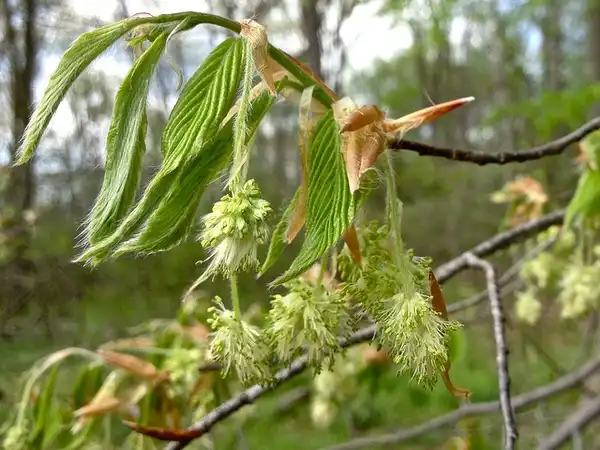 Фото Fagus grandifolia - Male flowers:Fritz Flohr Reynolds