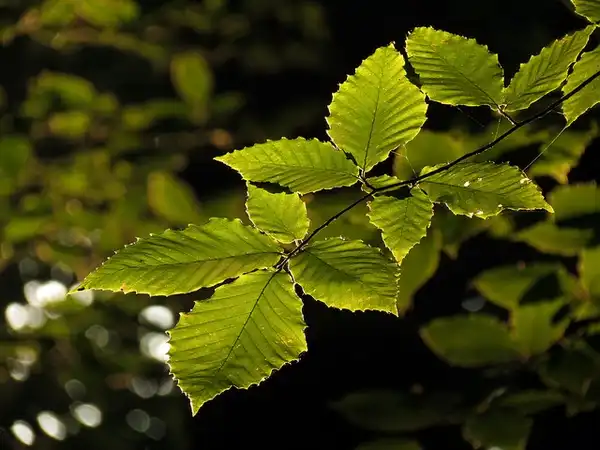 Фото Fagus grandifolia - Leaves:Katja Schulz