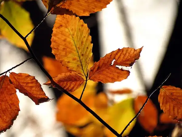 Фото Fagus grandifolia - Fall color:Katja Schulz