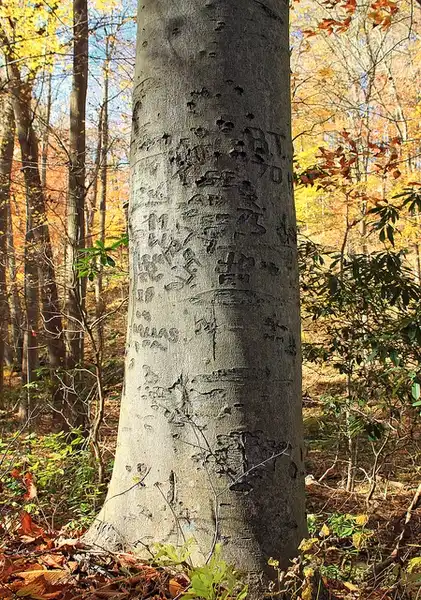 Фото Fagus grandifolia - Bark:Nicholas