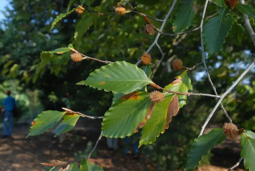 Фото Fagus grandifolia - Leaf and Fruit:Jim Robbins