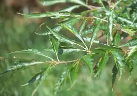 Photo of Fagus sylvatica 'Asplenifolia' (Fagus sylvatica 'Asplenifolia's)