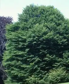 Photo of Fagus sylvatica 'Asplenifolia' (Fagus sylvatica 'Asplenifolia's)