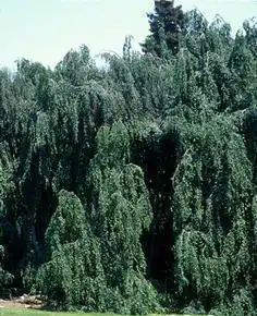 Photo of Fagus sylvatica f. pendula (Fagus sylvatica f. pendulas)