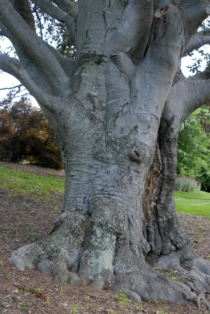 Foto de Fagus sylvatica (Fagus sylvaticas)