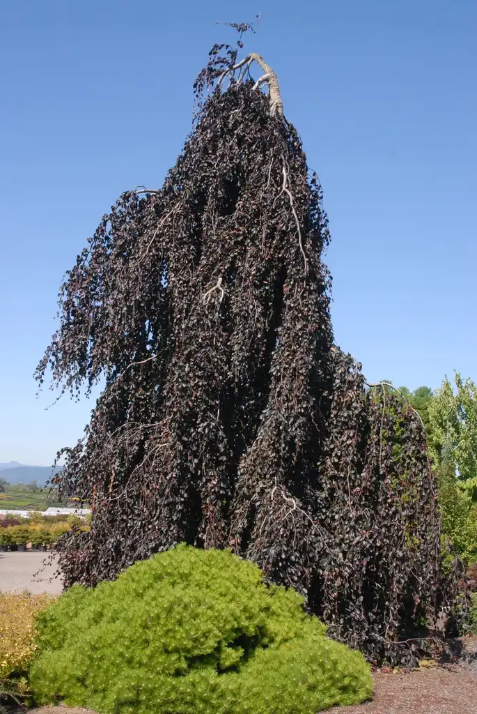 Foto de Fagus sylvatica (Fagus sylvaticas)